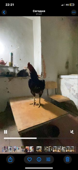 Продам курей корея  даканы