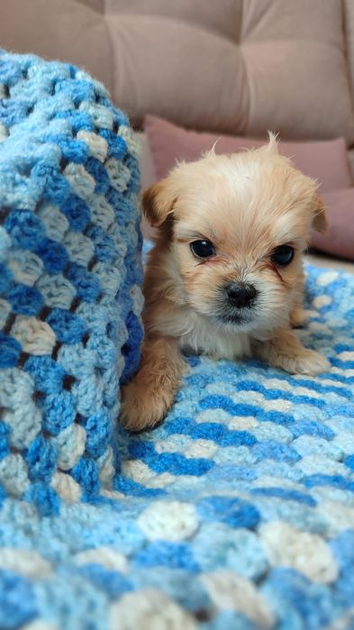 Продам щенка метисы