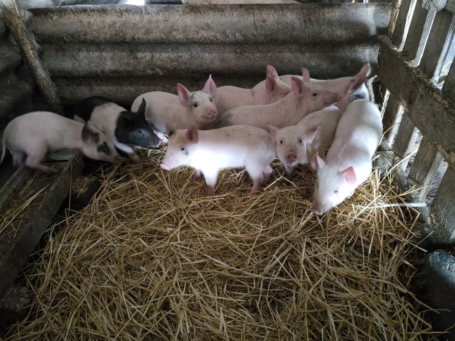 Три свободни малки прасенца на два месеца