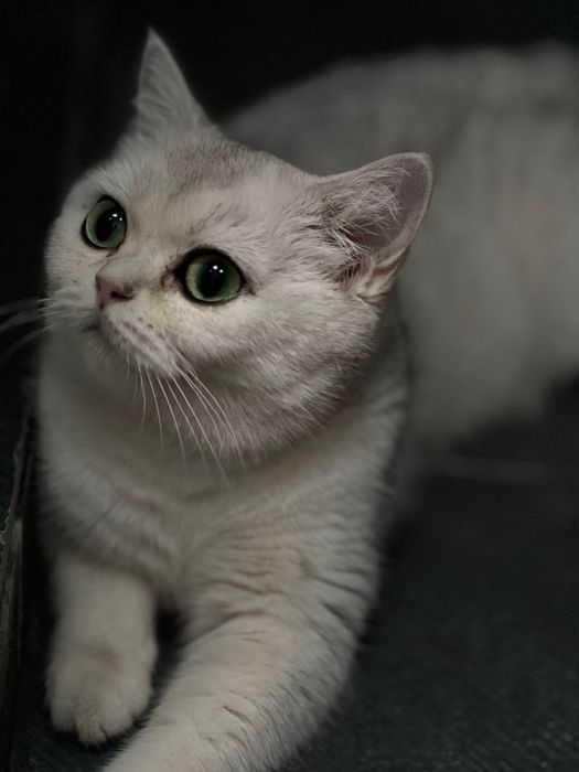 Ищем семью кошкам