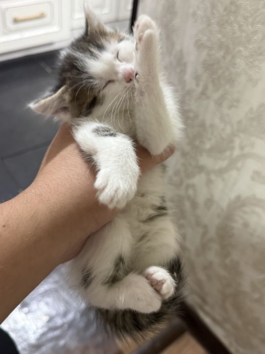 Отдам котенка мальчик