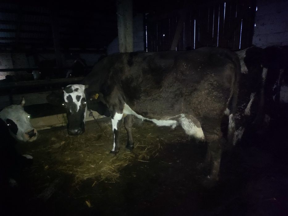 Vaci și junci de vânzare