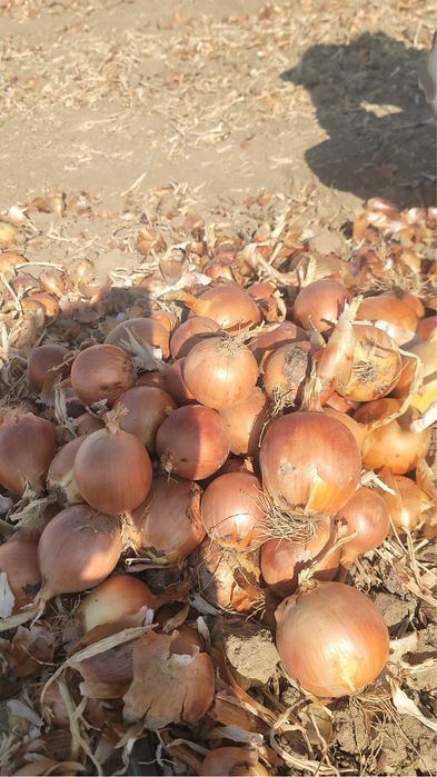 Продам репчатый лук с поле