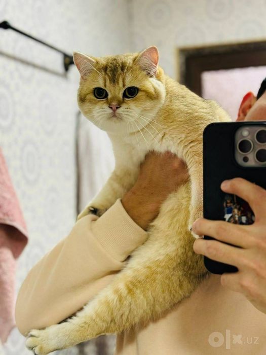 Шиншилла котик 2 месяца