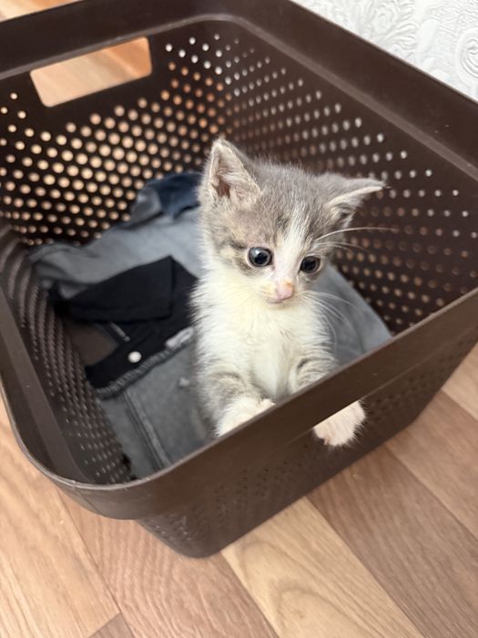 Котенок ищет свою семью