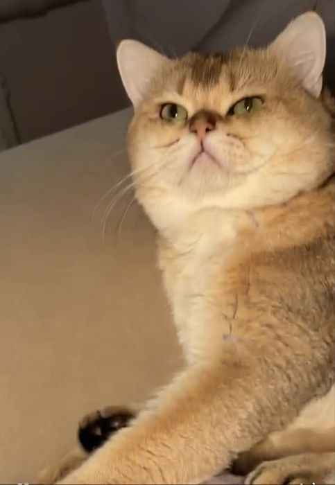 Вязка золотой кот.