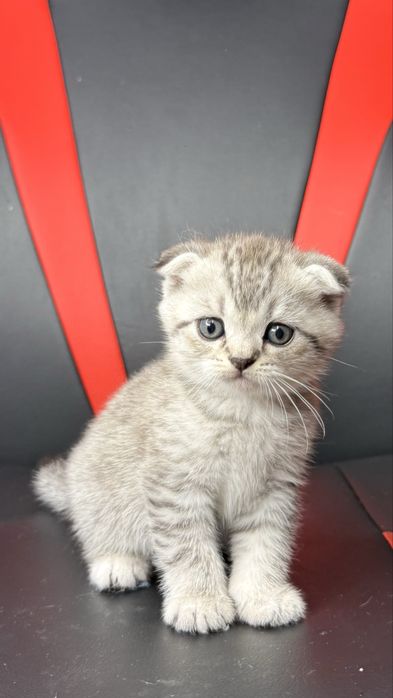 Шотландский фолд [Сотилмайди] Вязка тоза насл!