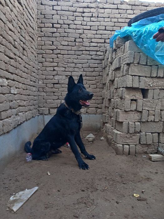 Васточно ёвропийски афчарка сотилади