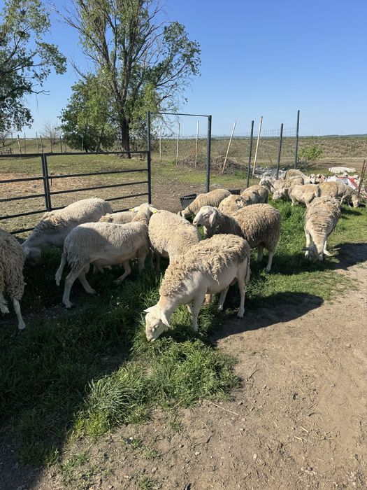 Berbeci rasa Blanche du Masiff Central