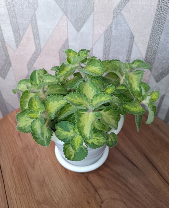 Плектрантус Golden rufles