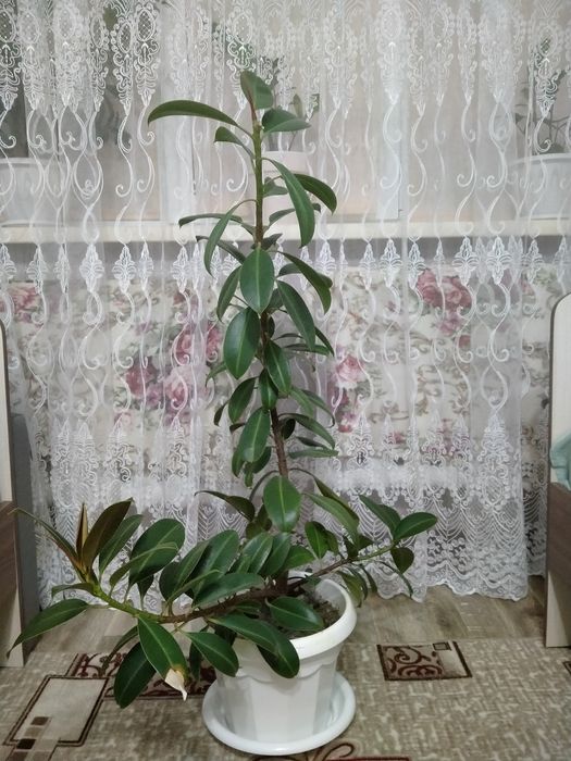 Продам красивый фикус