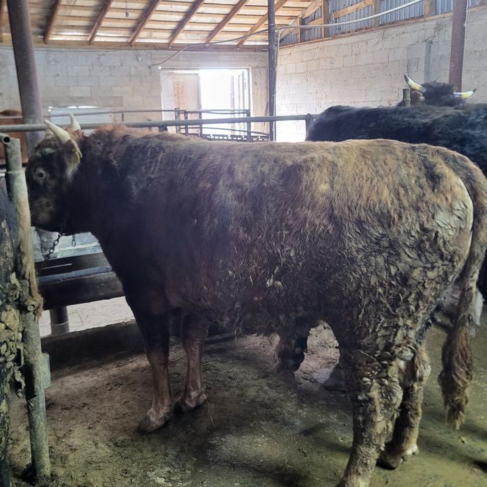 Продам 12 голов быков