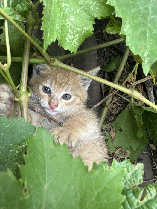 Котята в добрые руки