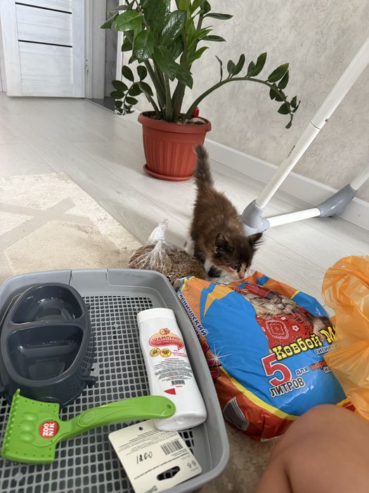 Отдам котенка в добрые руки