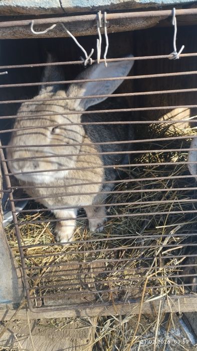 Кролик крупный самец фландер