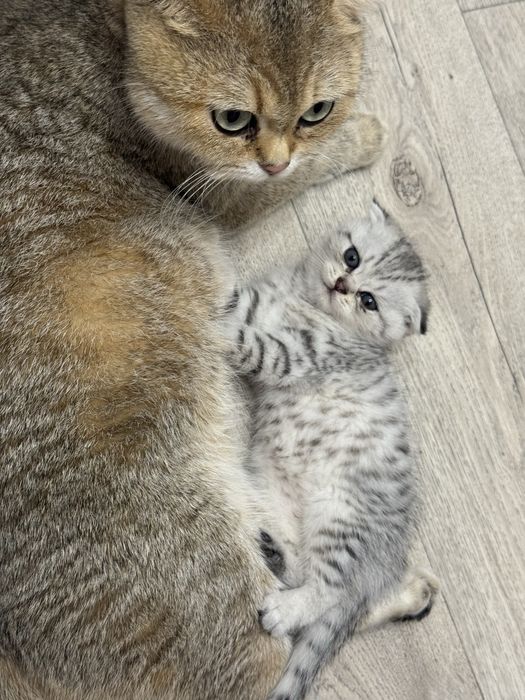 Продаётся котёнок серебристая шиншиллы