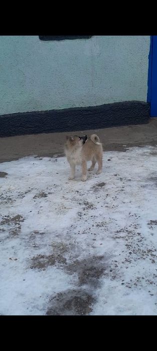 Западно сибирские щенки