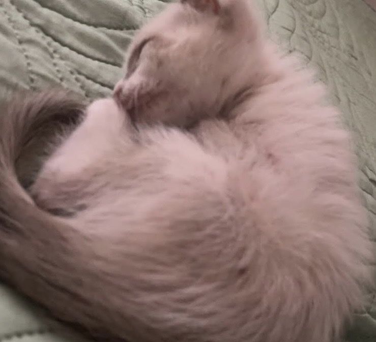 котенок бесплатно