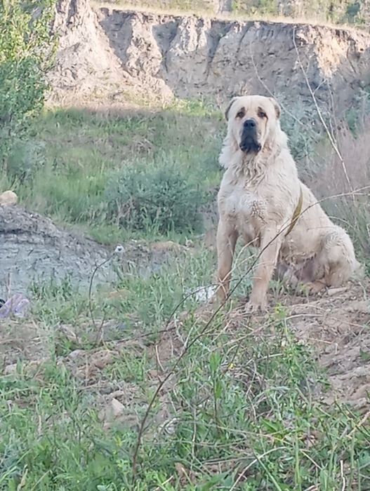 Алабай щенки САО