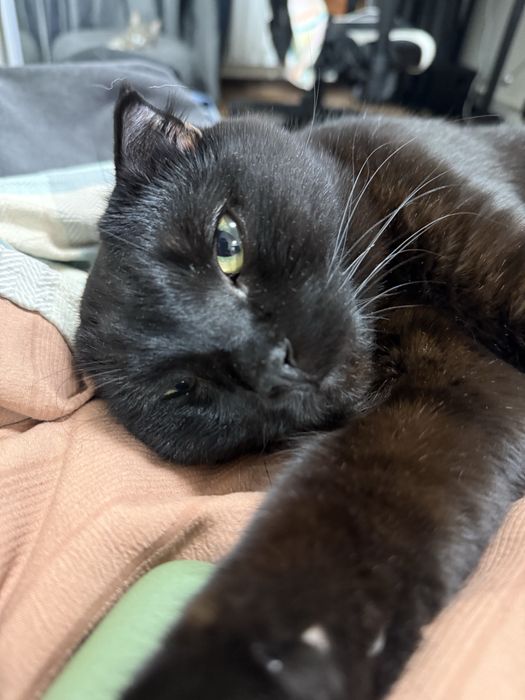 Отдам кота в добрые руки