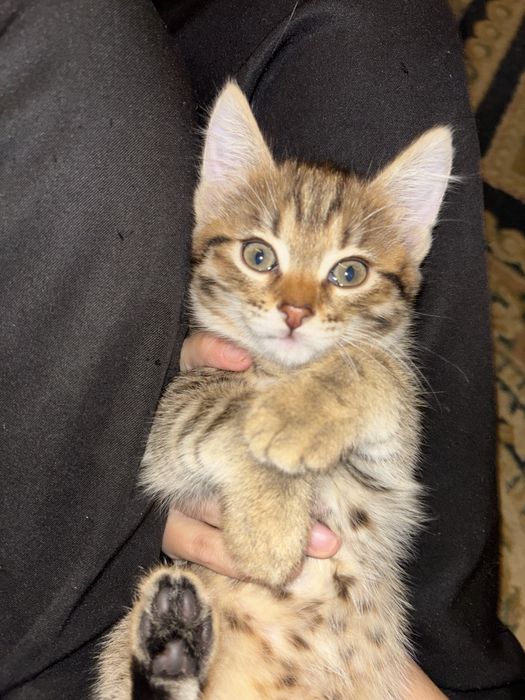 Отдам в хорошие руки