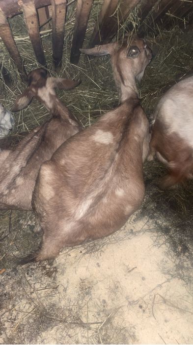 Vand capre de toate rasele sau schimb cu oi vaca cal atv