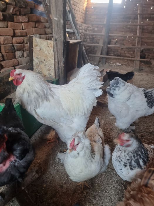 Vând cocoși Australorp wyandotte și Frizzle