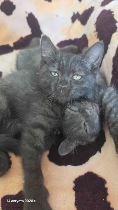 Милые котята 2 месяца