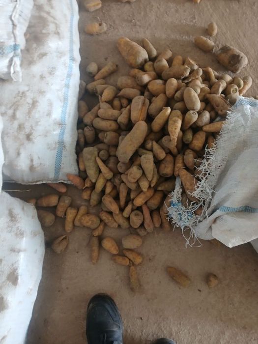 Molga sabzi bor chirimagan holati yaxshi
