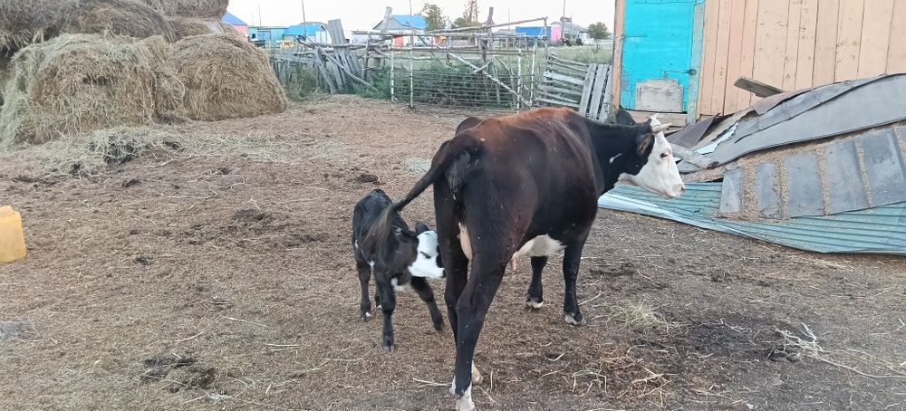 Продам корову с теленком (подсос)