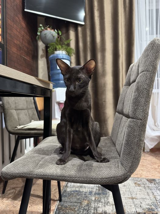 Продам ориентальных котят