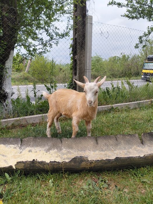 Vând țap și iezi