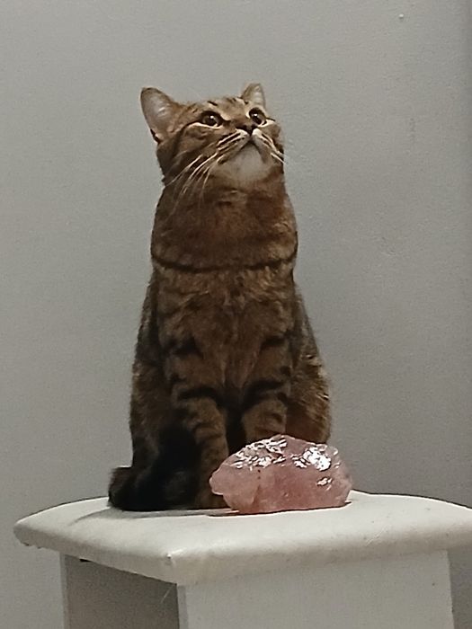 Кот 2 с половиной годика