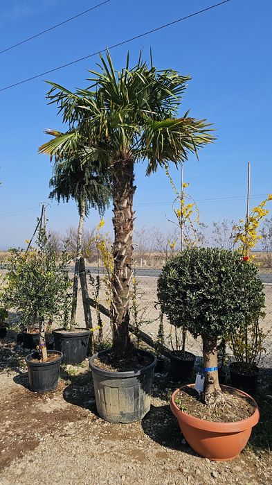 Leylandi- Palmieri - Magnoli grandiflora- Liliac