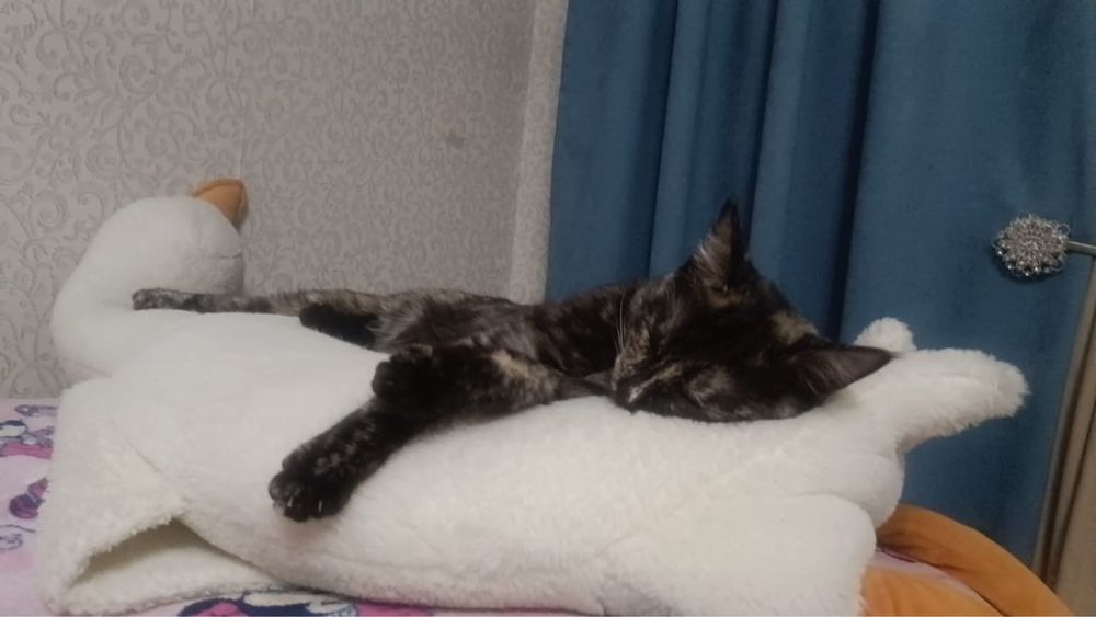 Отдам кошечку в добрые руки