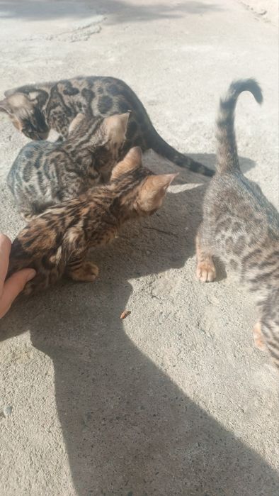 Bengal mushukchalar sotuvda