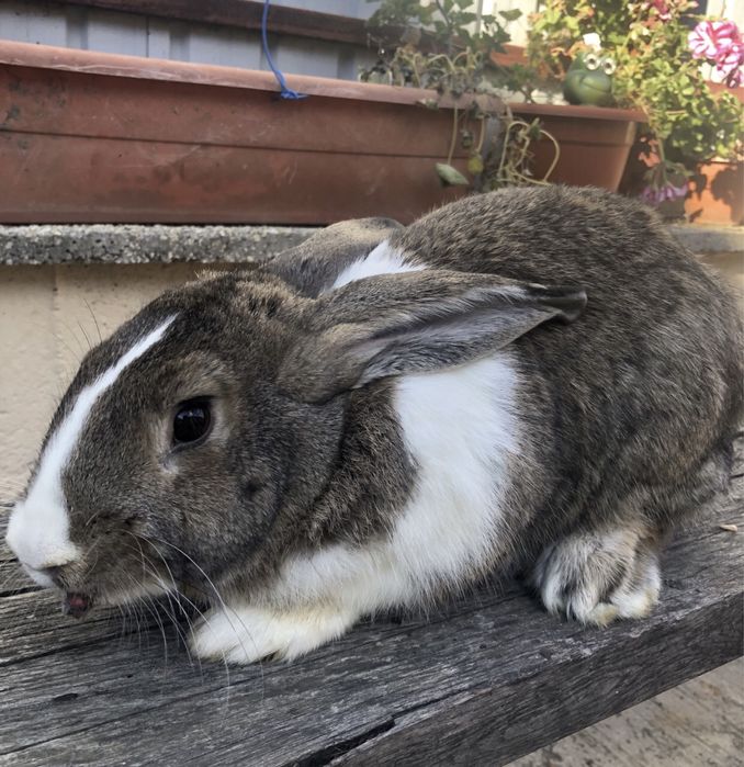 Iepuri de țară calitate superioara-crescuti natural-70 de lei buc