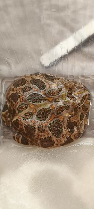 Лягушка рогатка (чакская кранвелла)