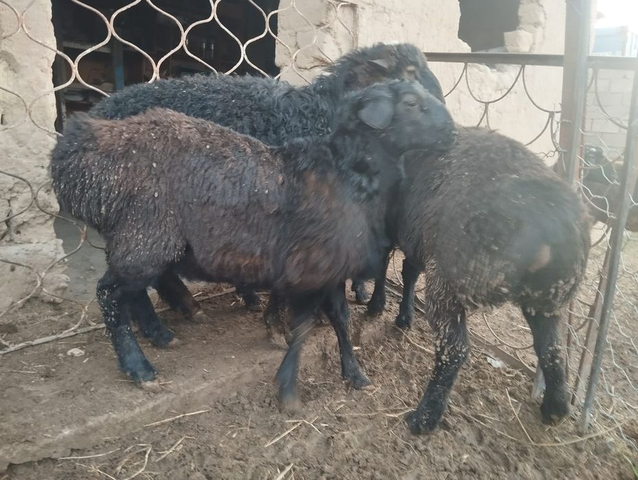 Тоқты қошқарлар сатылады