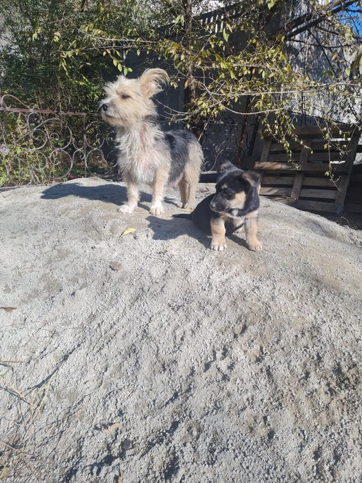 Алматы.Потерялась собака по кличке Лэсси.