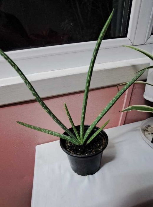 Продам алоэ Вера,лечебное.