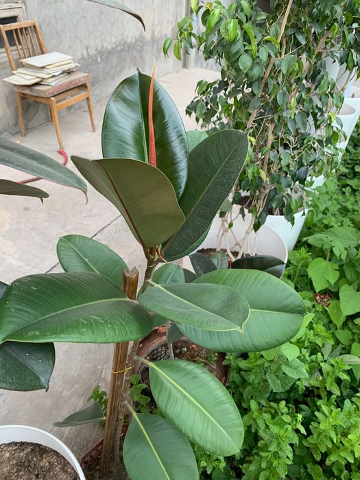 Декаративные ростения