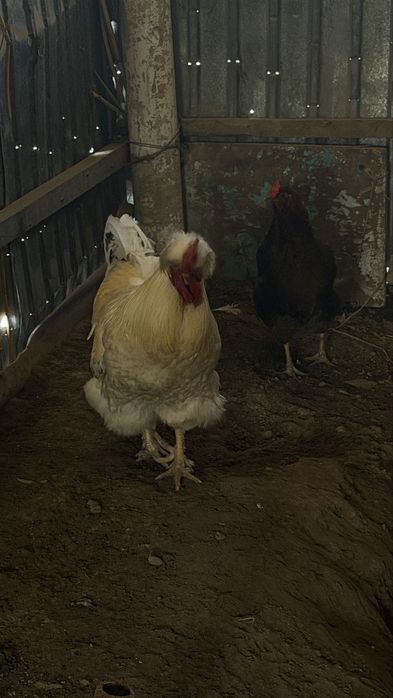 Қораз,сатылады……