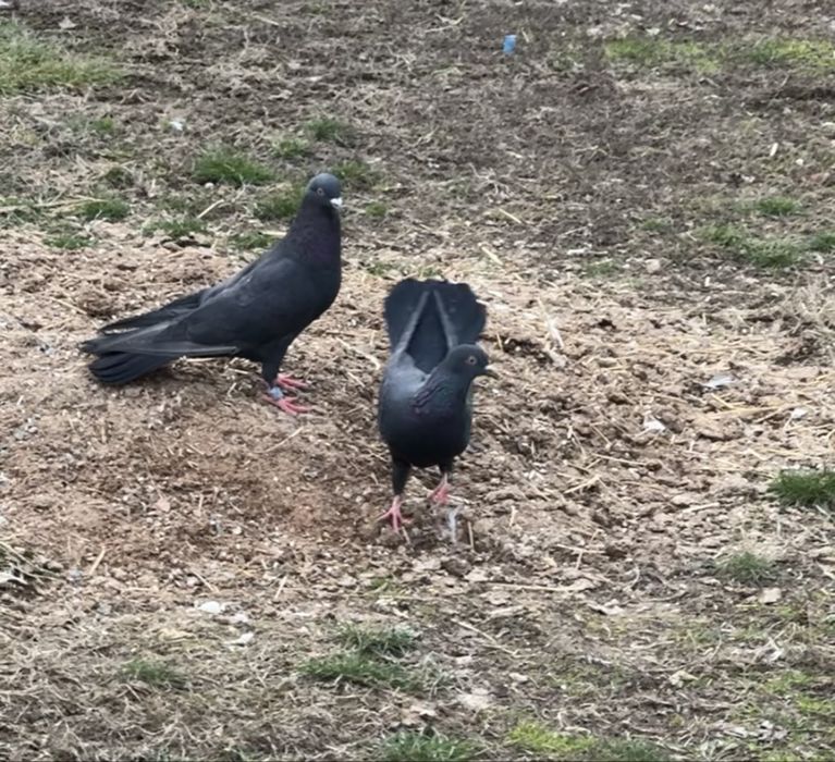 Голуби.  жуки пара ширакохвостые