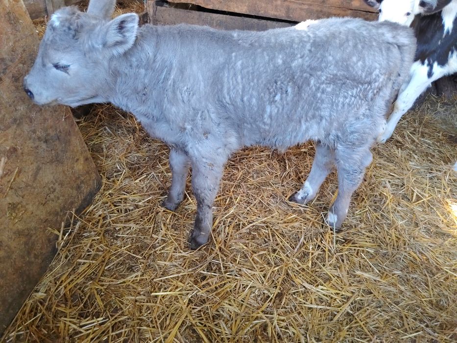Vând vițeii sugari