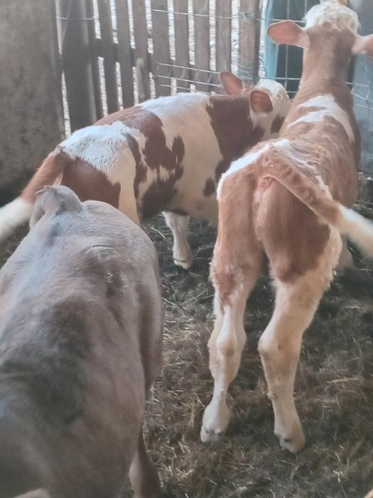 Vând 3 taurasi baltati