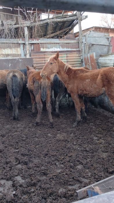 Продам срочно лошадей