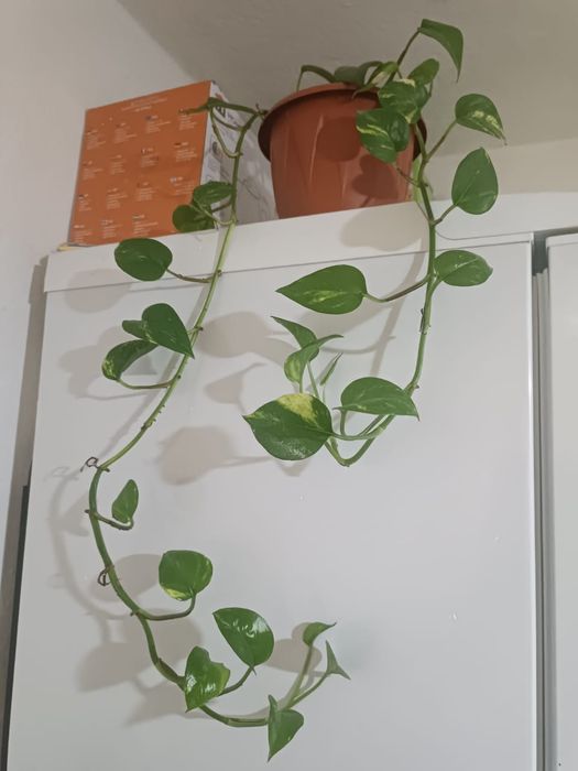 Продам  цветы разные, большие