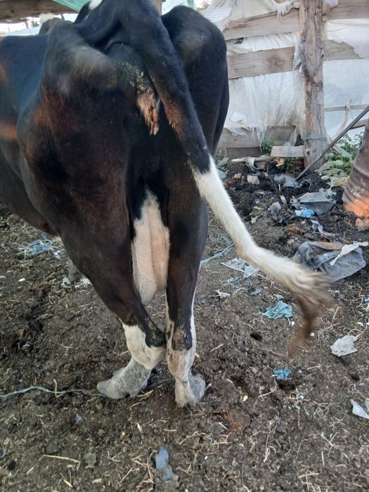 Vaca si vițica de vănzare