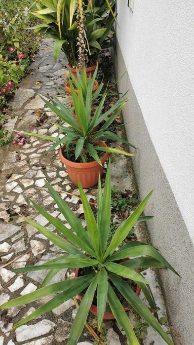 Палми Юка различни големини